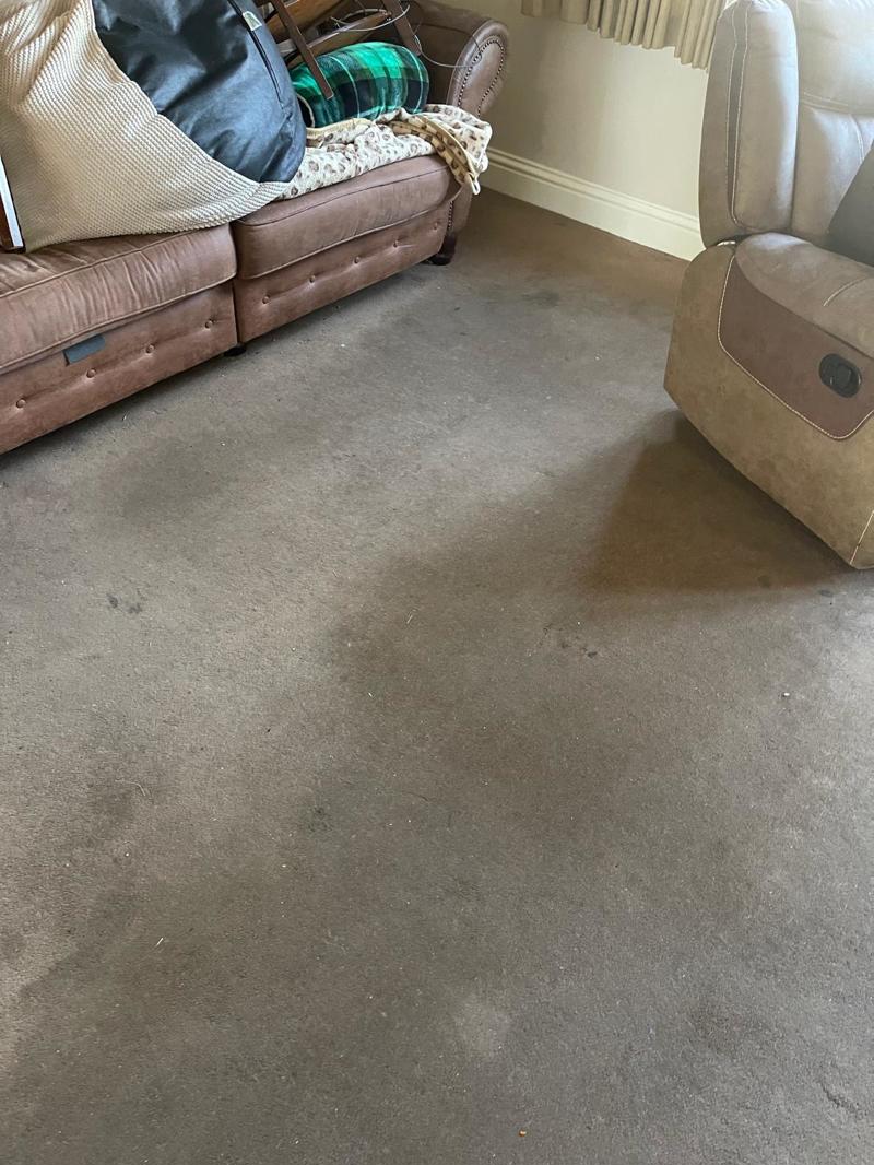 carpet cleaning project southend on sea essex 2