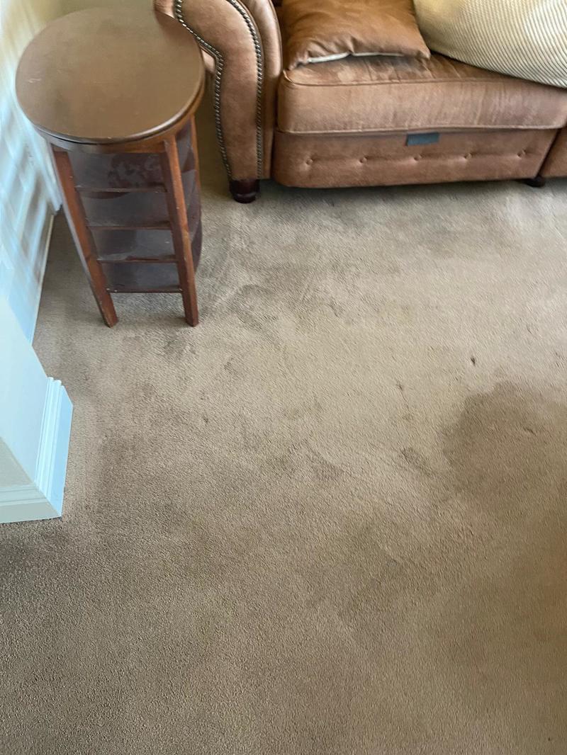 carpet cleaning project southend on sea essex 48
